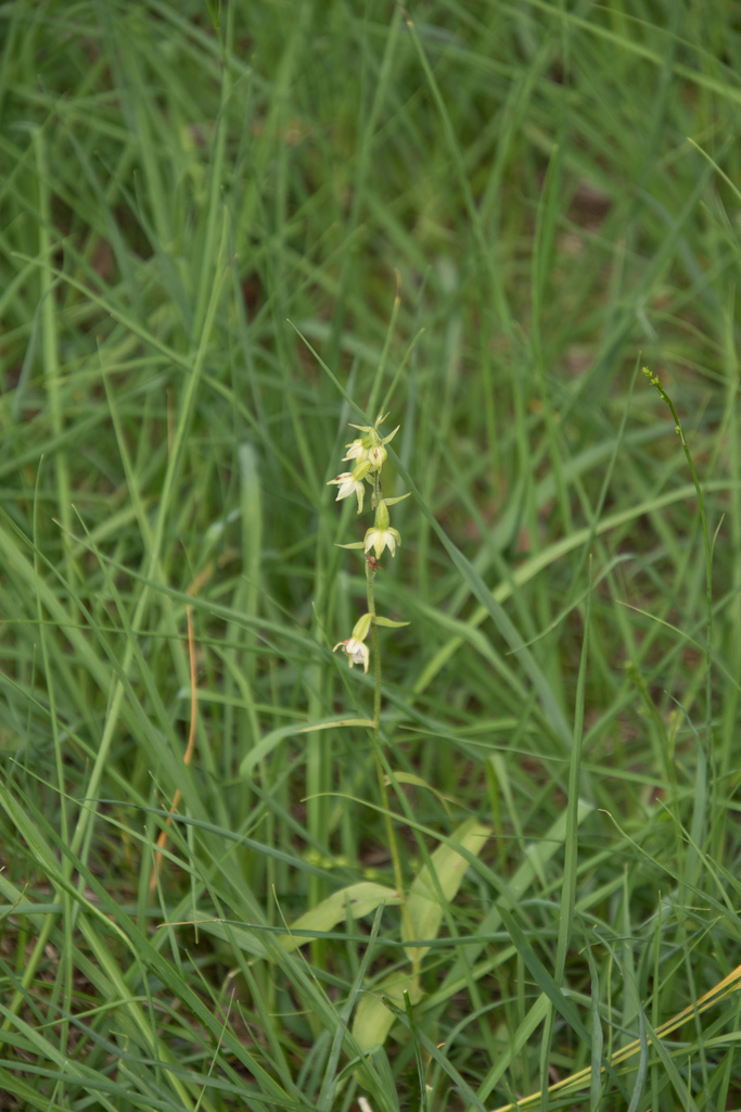 Epipactis muelleri