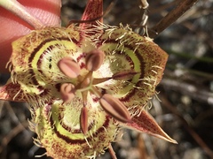 Calochortus tiburonensis