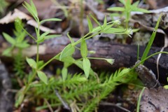 Stellaria borealis