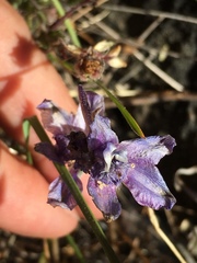 Delphinium hesperium