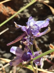 Delphinium hesperium