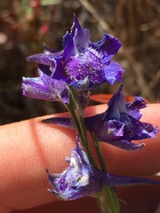 Delphinium hesperium