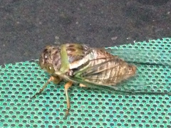 Diceroprocta bicosta