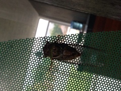 Diceroprocta bicosta