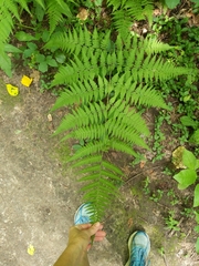 Macrothelypteris