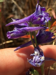 Delphinium hesperium