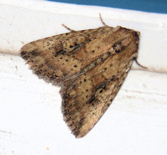 Condicini