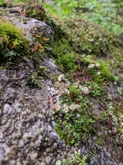 Cladonia ramulosa