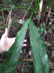 Cyclanthus bipartitus