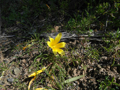 Romulea tortuosa