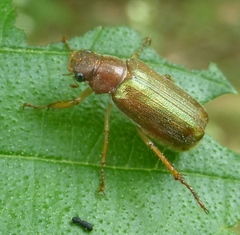 Dichelonyx linearis
