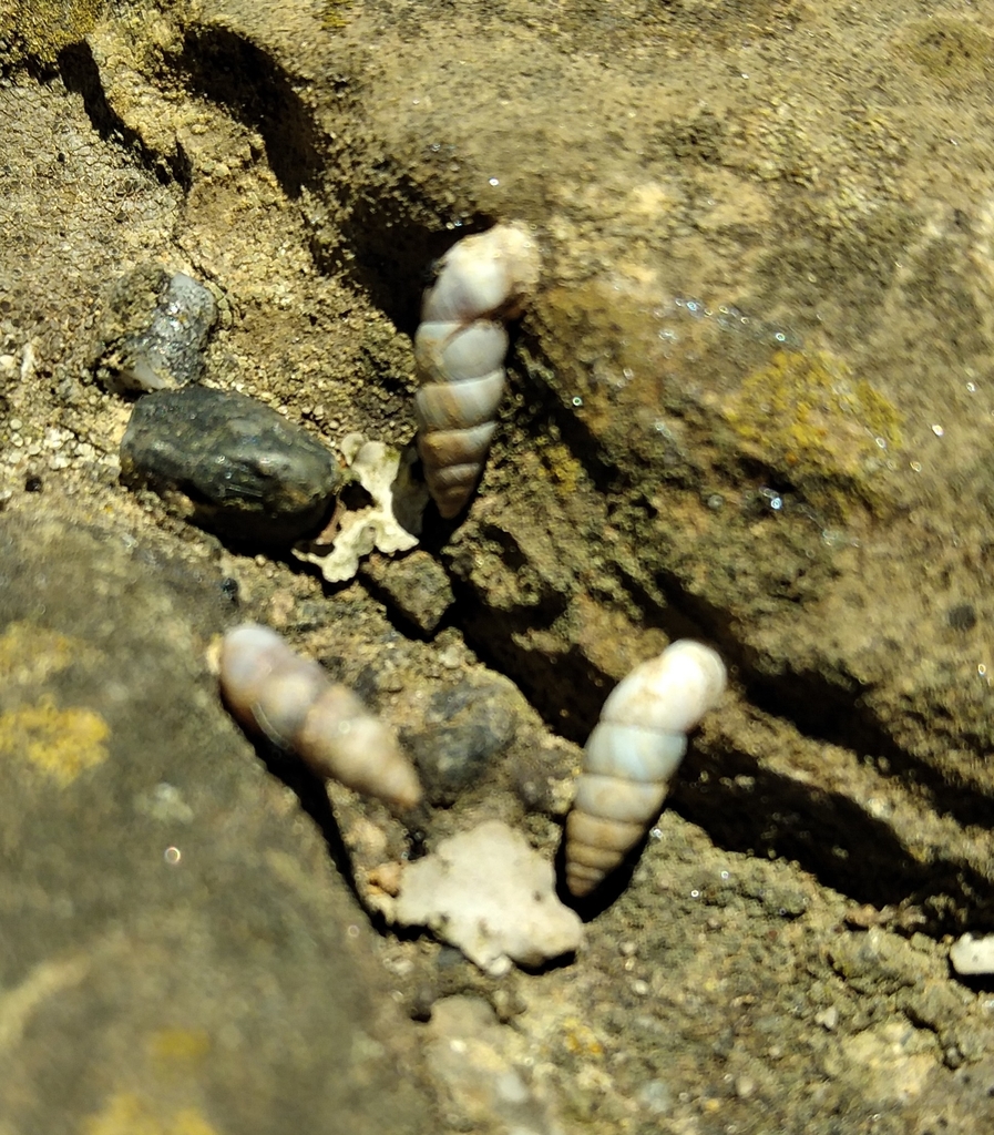Solatopupa pallida