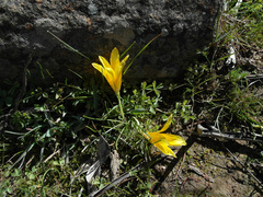 Romulea tortuosa