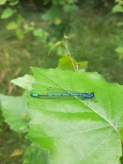 Coenagrion puella