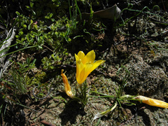 Romulea tortuosa