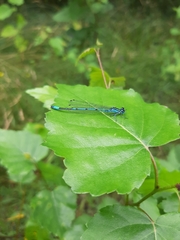 Coenagrion puella
