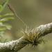 Tillandsia barclayana - Photo (c) Julien Renoult, algunos derechos reservados (CC BY), subido por Julien Renoult