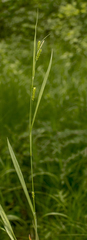 Carex granularis