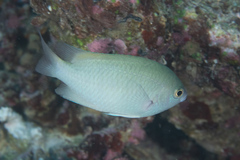 Pomacentrus callainus