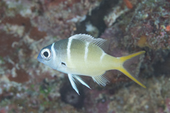 Monotaxis heterodon