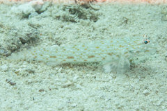 Istigobius rigilius
