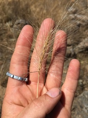 Elymus multisetus