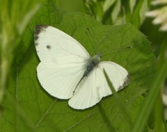 Pieris napi