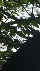 Chrysemys picta marginata