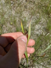 Carex glaucodea