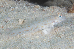 Istigobius rigilius