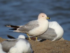 Larus delawarensis