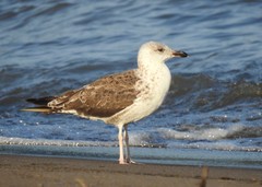 Larus marinus