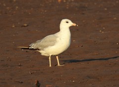 Larus delawarensis