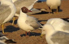 Chroicocephalus ridibundus