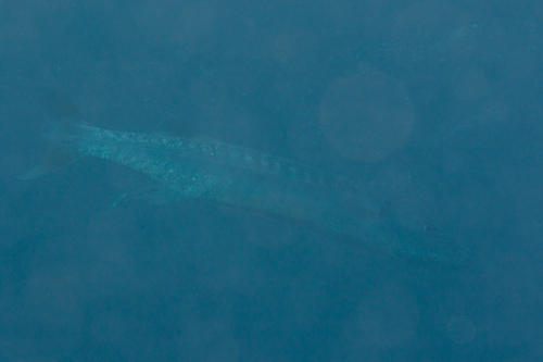 Great Barracuda