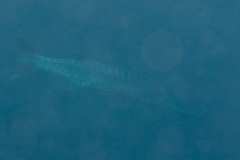 Great Barracuda