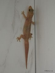 Hemidactylus brookii