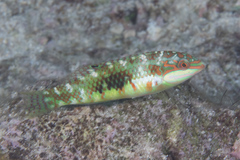 Halichoeres margaritaceus