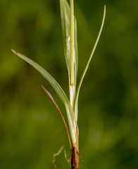 Carex granularis