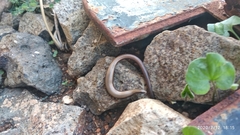 Ablepharus rueppellii