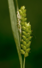 Carex granularis