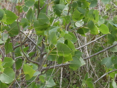 Populus deltoides