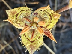 Calochortus tiburonensis