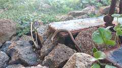 Ablepharus rueppellii