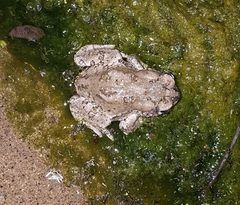 Anaxyrus microscaphus