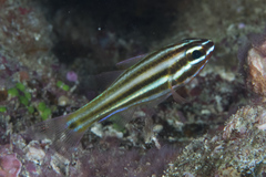 Ostorhinchus angustatus