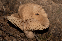 Lactarius subplinthogalus