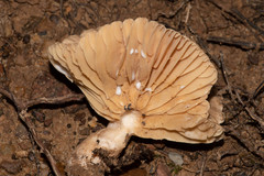 Lactarius subplinthogalus