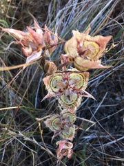 Calochortus tiburonensis