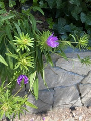 Stokesia